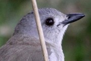 Grey Shrike-thrush (Colluricincla harmonica)